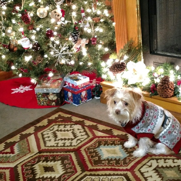 Meet your Posher, Dixie - Picture 1 of 1